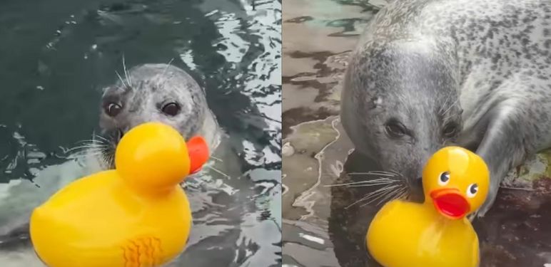 Tuljan Reggae u akvariju kako se igra s patkicom