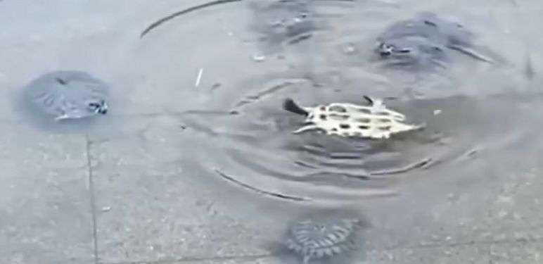 Kornjača na leđima