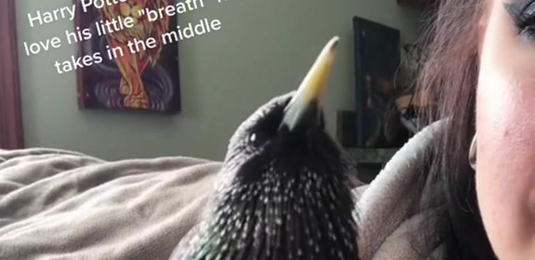 Ptica koja izvodi temu iz filma o Harryju Potteru