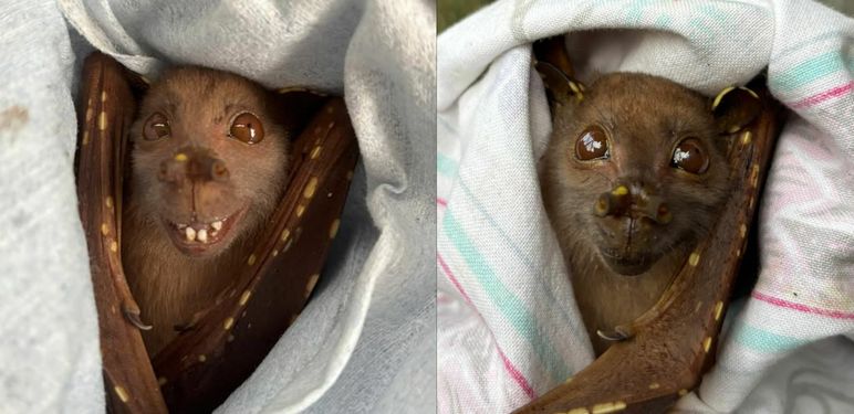 Šišmiš s neobičnim osmijehom