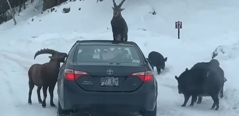 Koze na autu