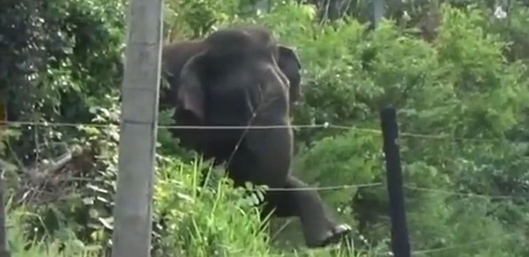 Slon protiv ograde