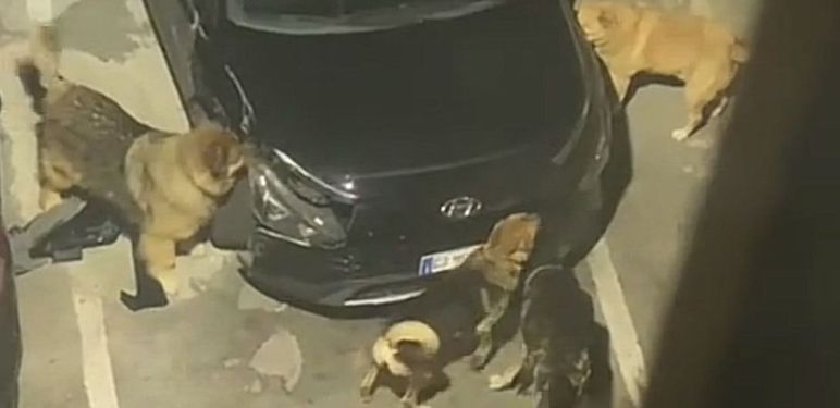 Psi komadaju auto