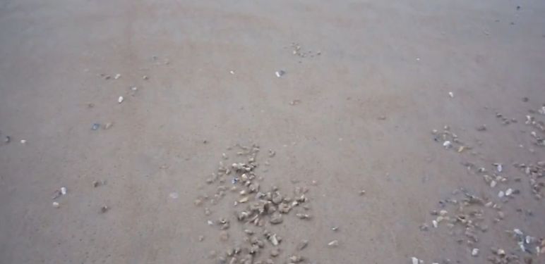 Školjke na plaži