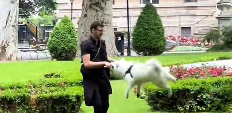 Čovjek i pas na Zrinjevcu