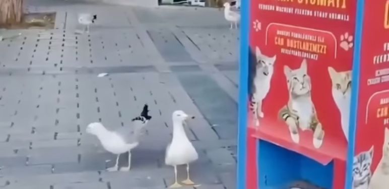 Galeb koji mjauče pored javne hranilice