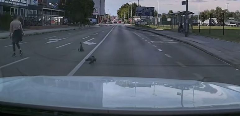 Patka s mladima kako uz pomoć prelazi cestu u Zagrebu