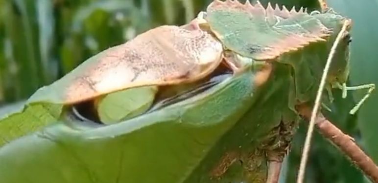 Kapitalac