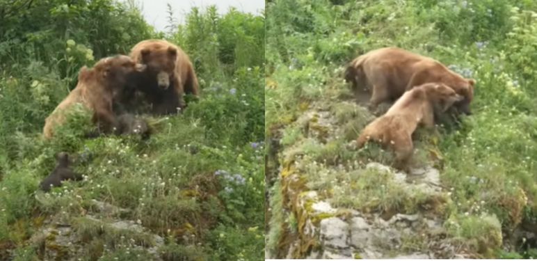 Medvjedica u borbi za zaštitu mladih