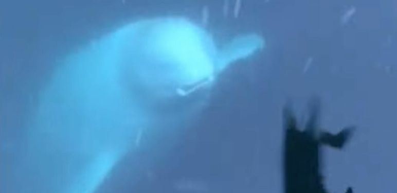 Beluga kit s Iphonom u ustima