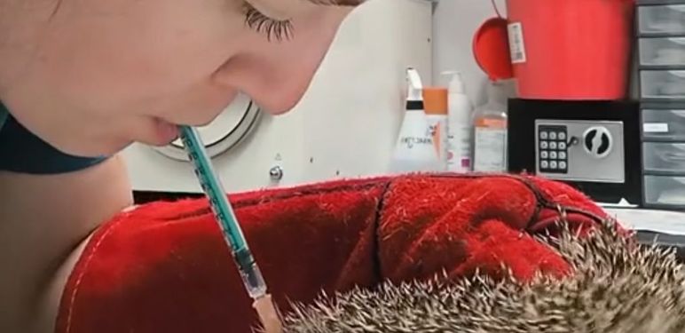 Jež kod veterinara