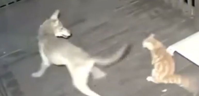 Kojot i mačka