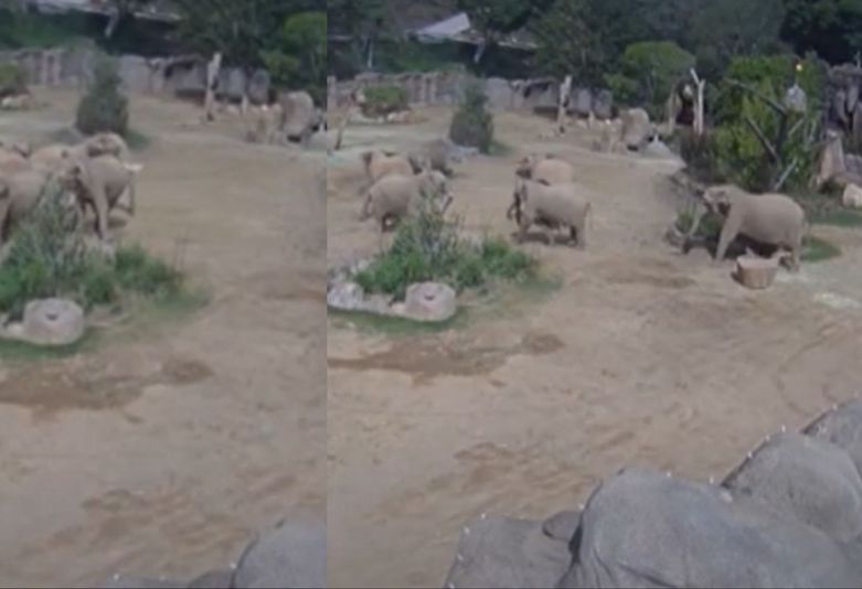 Slonovi u zoološkom vrtu kako reagiraju na potres