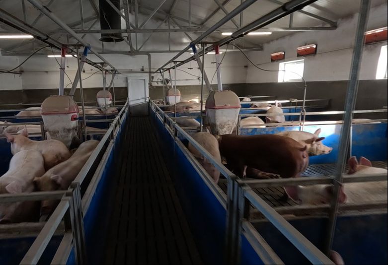 Završena je preventivna eutanazija svinja
