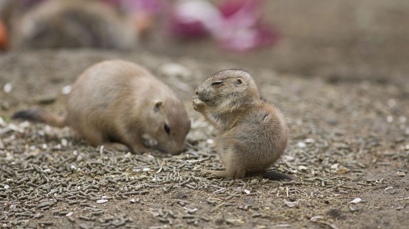 Bebe u zoološkom (Foto: ZOO Zagreb) - 5