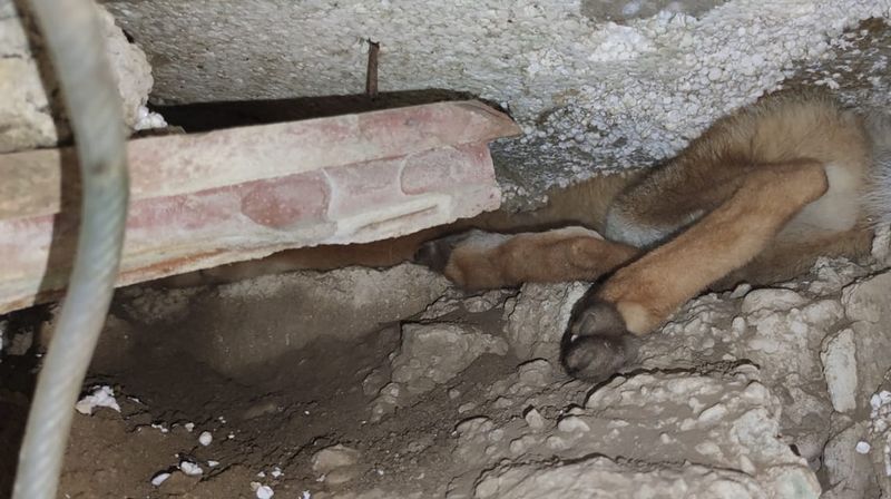 Zapela lisica u Markuševcu - 1