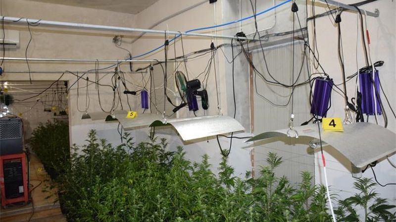 Pronađen laboratorij konoplje kod Solina - 1