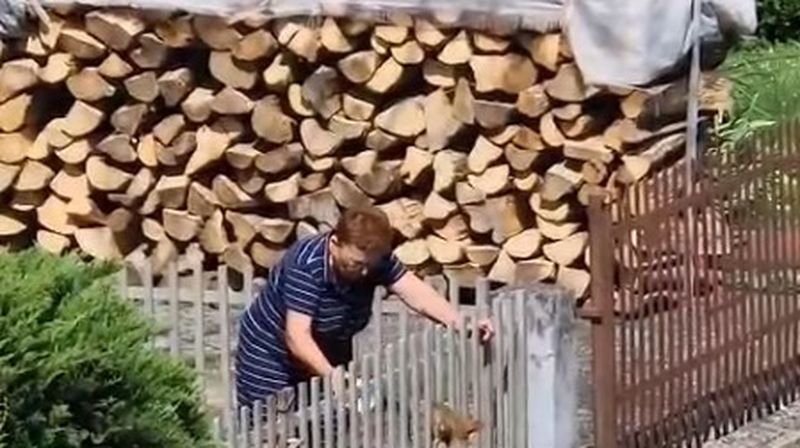 Žedna ženka čaglja u Sisku