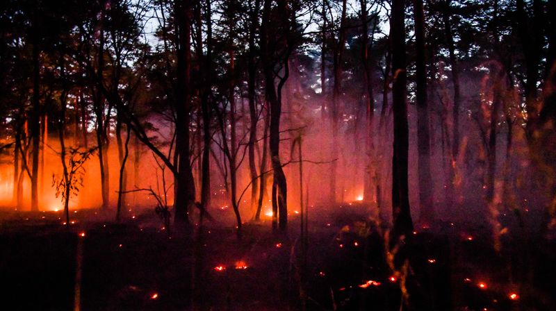 Vrućina izaziva požare diljem Europe (Foto: AFP)