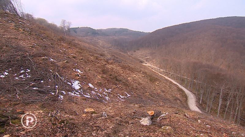 Posječena šuma (Foto: Dnevnik.hr) - 1