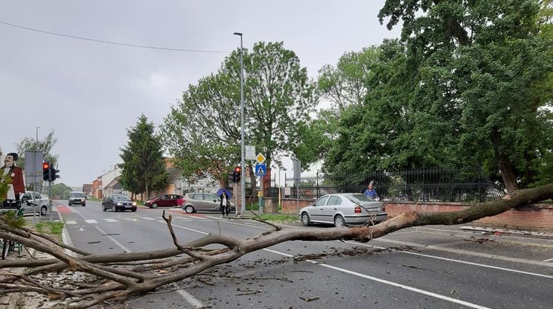 Srušeno stablo u centru Đakova (Foto: Facebook) - 7
