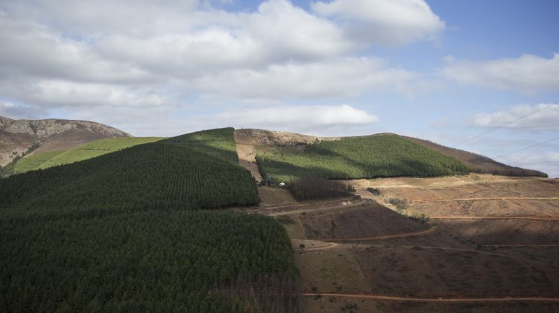 Deforestacija uzrokuje izumiranje životinjskih vrsta (Foto: AFP)