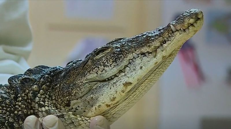 Krokodil, ilustracija