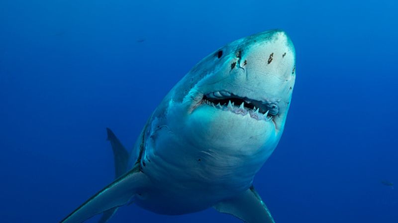 Carcharodon carcharias
