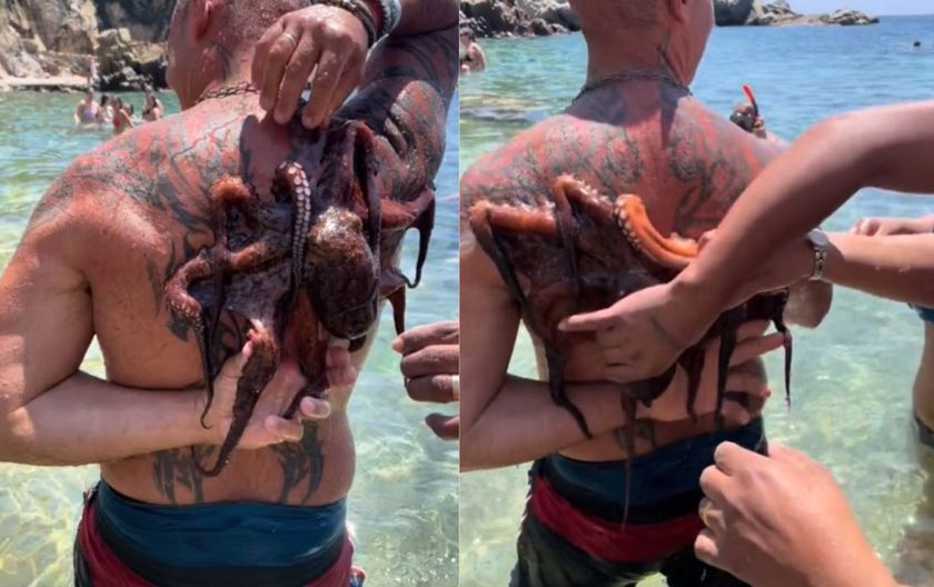 Hobotnica je mislila da je pronašla ljubav svog života