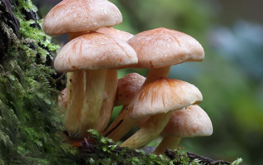 Gljive omogućuju drveću veću opskrbu vodom i hranjivim tvarima