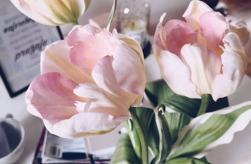 Cvjetna sorta koja je spojila ljepotu tulipana i božura