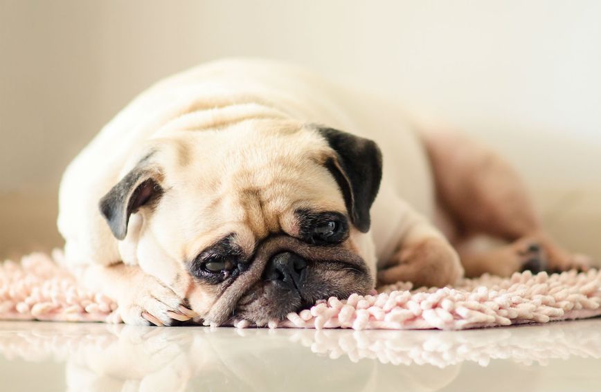 Tugu i bezvoljnost kod psa koji mogu prerasti u depresiju mogu otkriti određeni znakovi