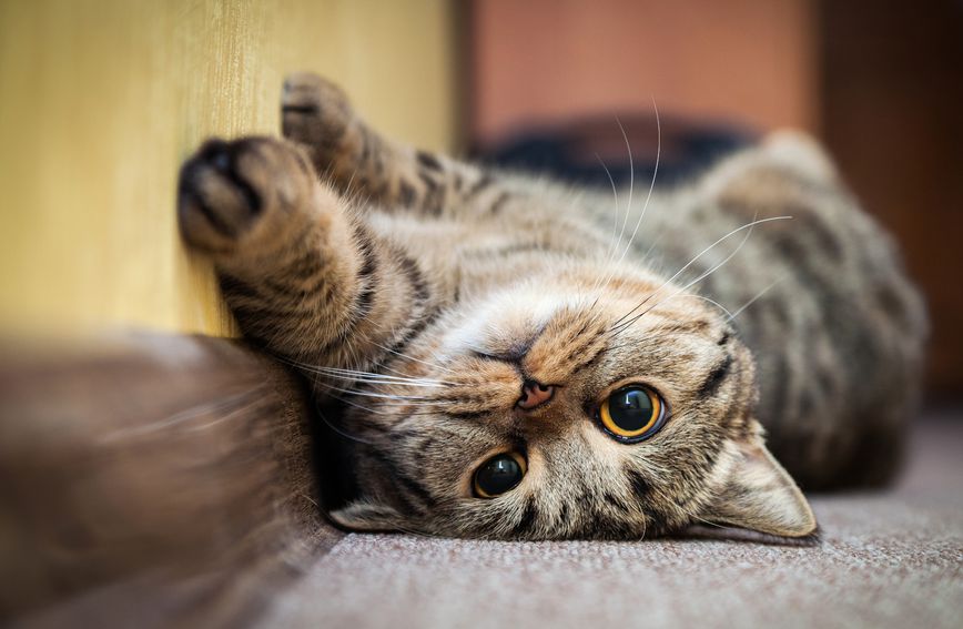 Imaju li mačke devet života i kako se rodio taj mit?