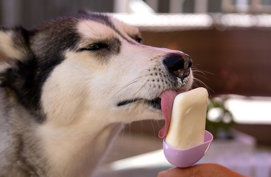 Sladoled za pse