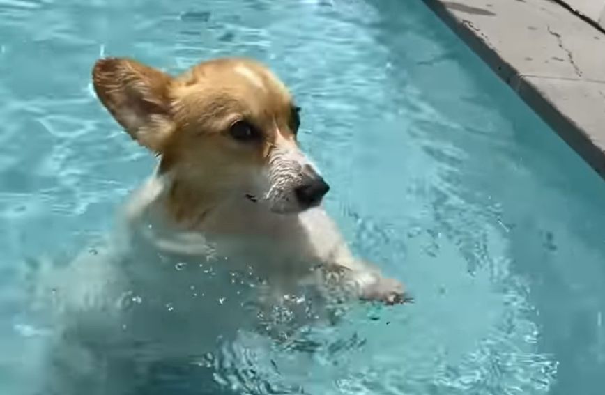 Ženka korgija Latte obožava plivati u bazenu