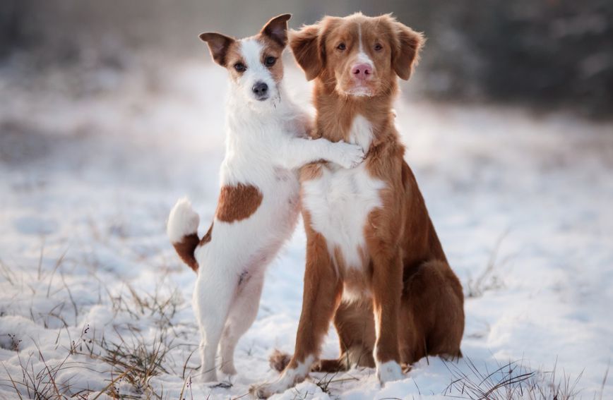 Nemaju svi psi dovoljno dugačku dlaku koja ih može štititi od hladnoće i ledenog vjetra