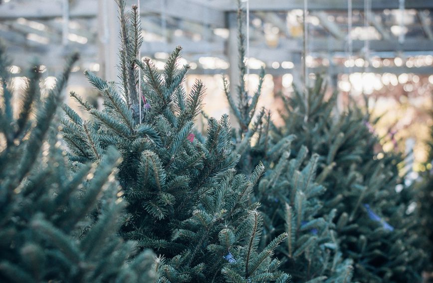 Božićno drvce može se iskoristiti i nakon blagdana
