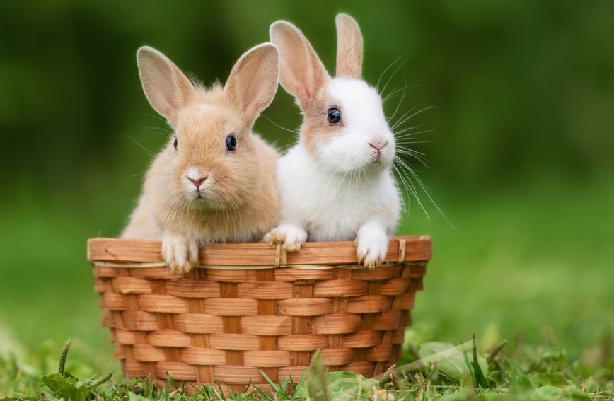 Najviše eksperimenata provodi se na zečevima, zamrocima i miševima