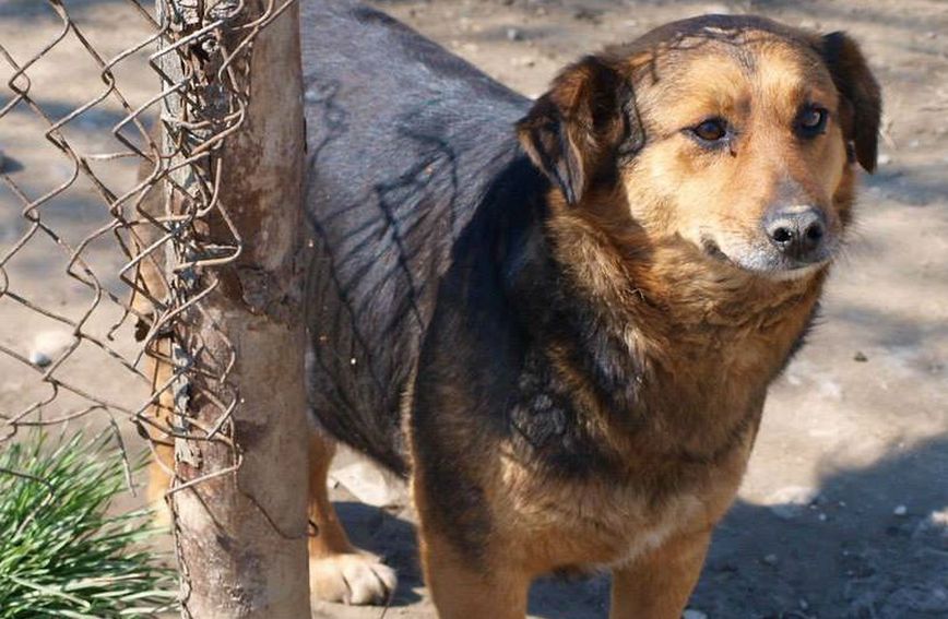 Psi iz romskih nasilja trebaju našu pomoć