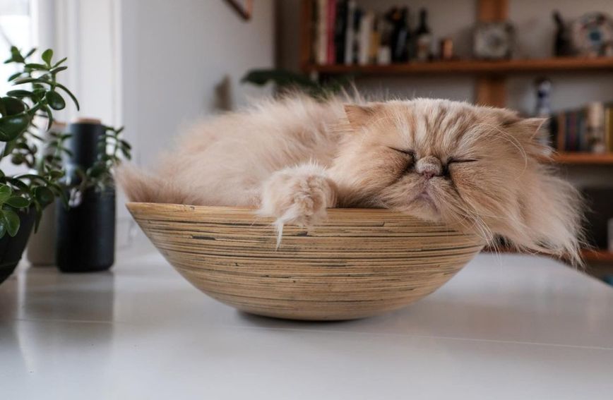 Mačak Floyd obožava spavati u zdjeli
