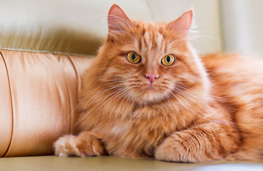 Narančaste mačke češće su muškog spola nego ženskog