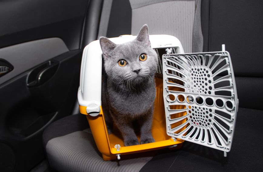 Umjesto da izvlačite transporter samo kada idete veterinaru, učinite ga dijelom svakodnevice