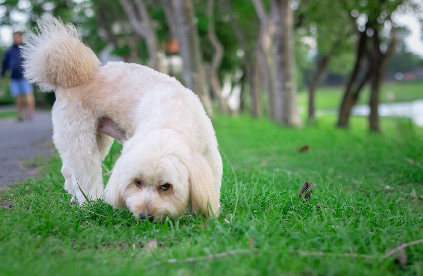 Pojava jedenja trave kod pasa povezuje se i s problemima sa želucem