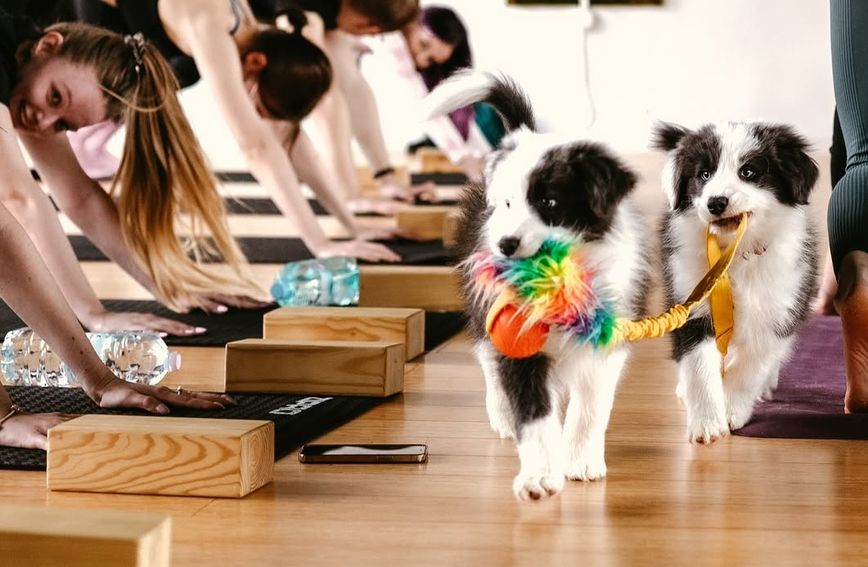 Paw Yoga