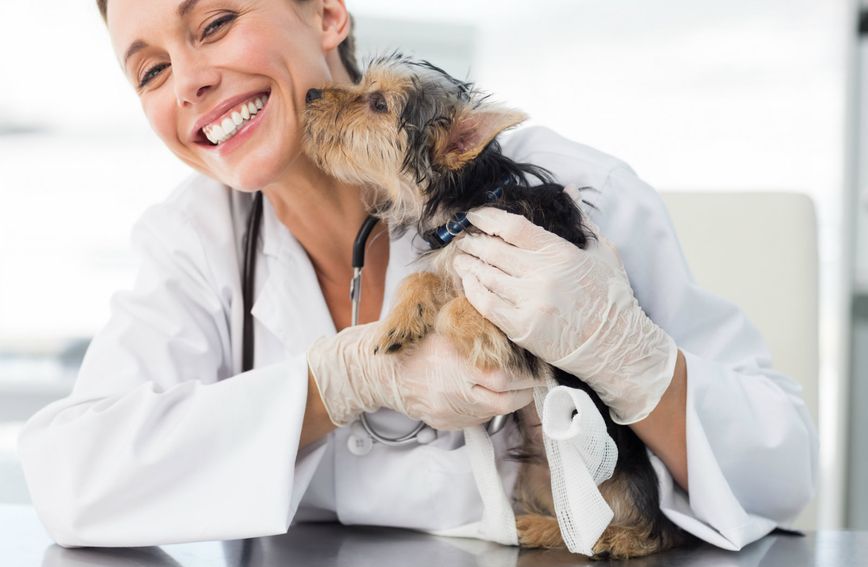 Stvarno je moguće da vaš pas zavoli odlaske veterinaru