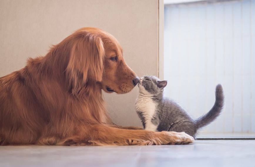 Pas i mačka