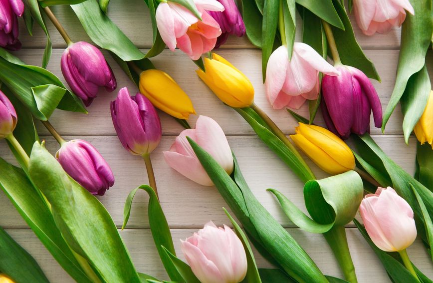 Žene tulipani vrlo su energične osobe