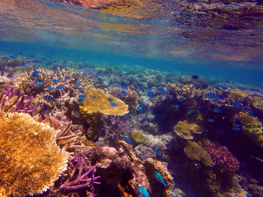 Veliki koraljni greben - 5