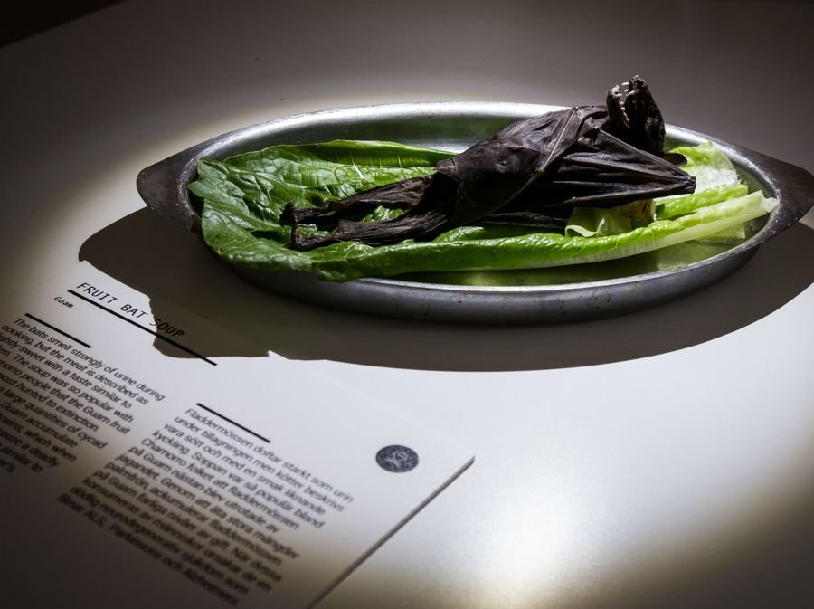 Museum of disgusting foods - 13