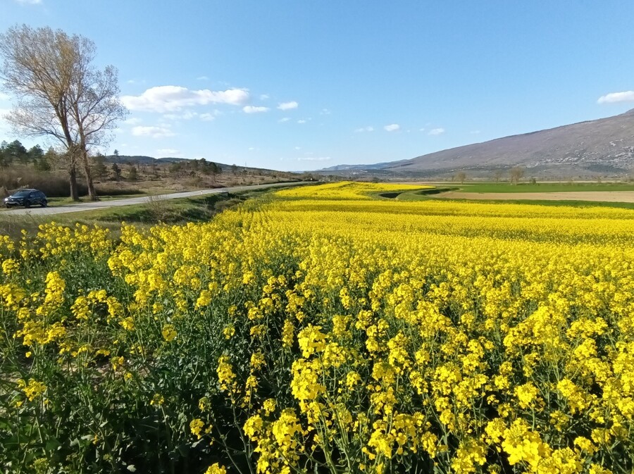 Zlatna polja u Istri - 2